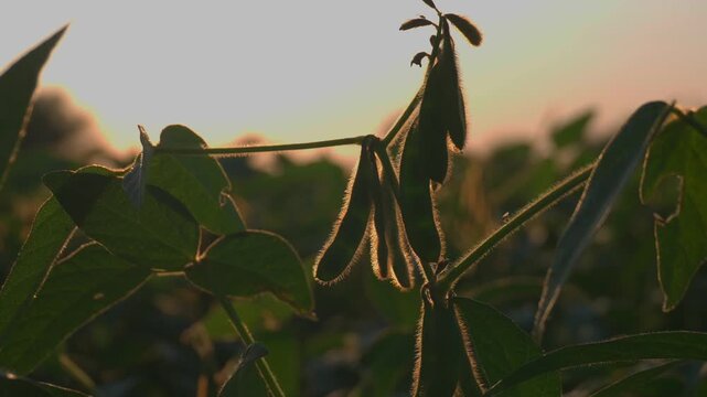 Growing soybeans during sunset in a field