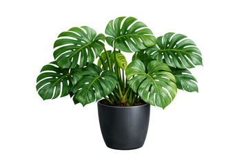 Fototapeta premium Large monstera deliciosa houseplant with green leaves and a black pot, ideal for interior design, transparent background