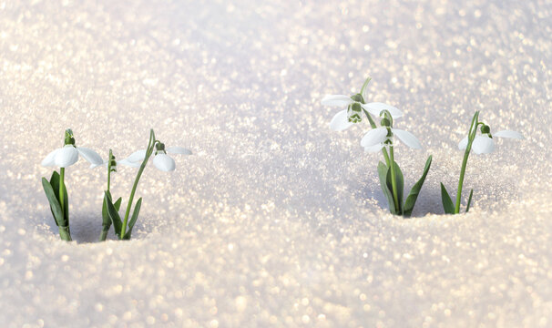Beautiful snowdrops growing and blooming in sparkling snow on sunny morning