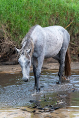 Fototapeta premium Horse herd galloping splashing muddy water river