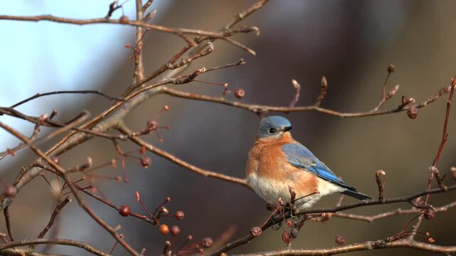 Close-up of an eastern bluebird in winter