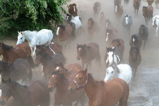 Horse herd galloping splashing muddy water river