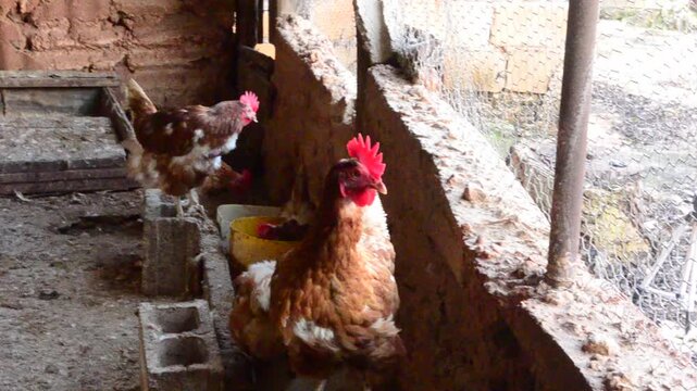 A Hen In A Coop Cackling 