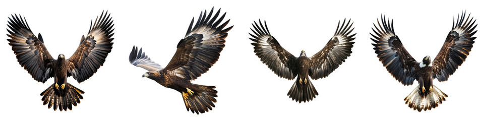 Fototapeta premium Four stunning photos of a golden eagle in mid-flight against a clean backdrop. Wings are fully extended, showcasing the bird's majestic nature. 
