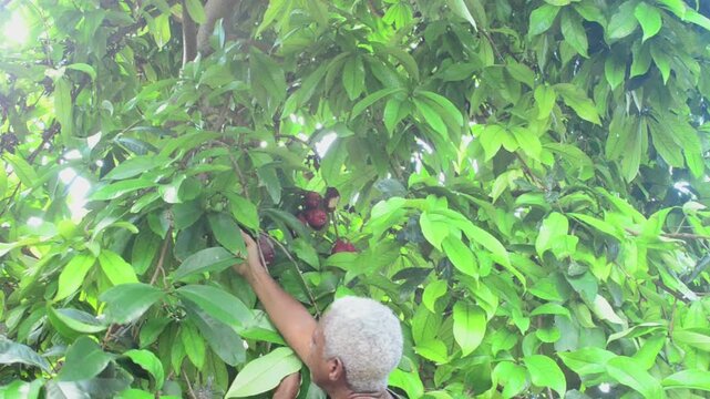 A Woman Harvesting Red Ripe Otaheite Apple