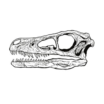 ヴェロキラプトル　頭蓋骨　化石