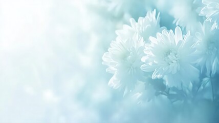 Soft Focus Full Frame of Lush White Chrysanthemums with a Gentle Background Effect