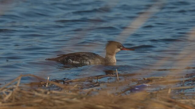 Red-breasted merganser swimming on the shore