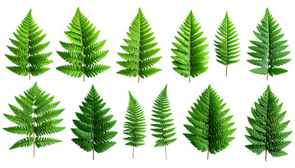 Obraz premium Fern Leaves Botanical Elements Set Isolated White Stock