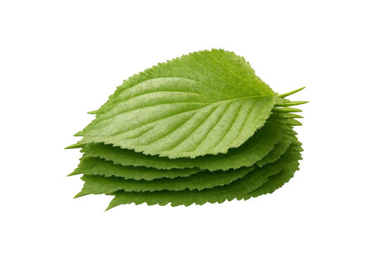 Fresh green perilla leaves stacked, showcasing vibrant foliage with serrated edges. Ideal for culinary use, aromatics, and herbal applications. Highlighting natural botanical beauty and freshness.