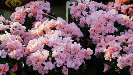 Western azaleas in full bloom in pink
