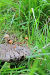 Obraz premium Photography of mushrooms in nature in Mexico