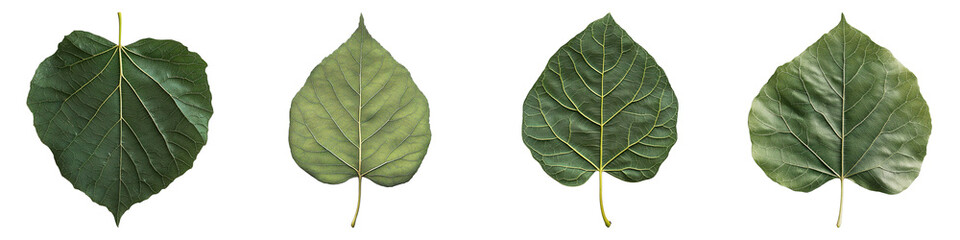 Four green leaves in different shapes and sizes on display. Perfect for illustrating concepts about nature, ecology, or botany.
