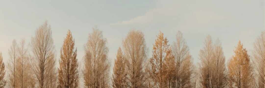 A row of slender trees, their bare branches reaching towards a cloudy sky. The scene is bathed in a soft, warm light