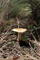 Photography of mushrooms in nature in Mexico