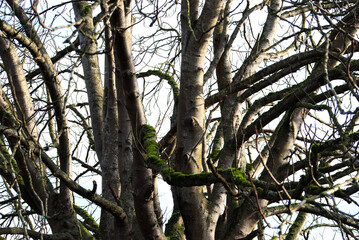 Fototapeta premium sunlight on mossy tree branches