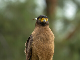 A fierce Crested Serpent Eagle with intense yellow eyes perches alertly