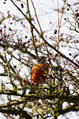American robin sitting in tree (Turdus migratorius)