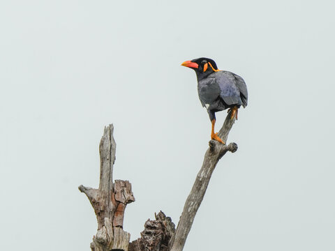 A Common Hill Myna with a vibrant orange beak perches on a bare tree branch