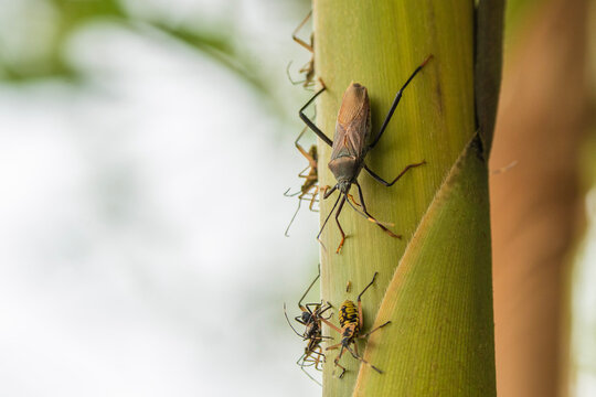 A detailed macro shot shows several leaf-footed bugs in different life stages