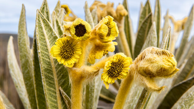 Espeletia Frailejon yellow flowers close-up Paramo ecosystem Boyaca Colombia mountains