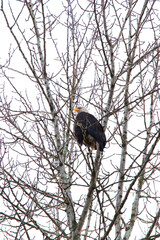 Bald eagle on branch (Haliaeetus leucocephalus)
