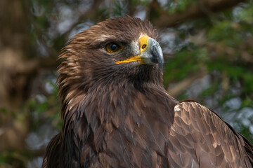 Obraz premium Golden Eagle Bird, Portrait, Aquila chrysaetos