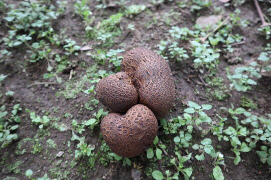 a species of earthball fungus on the ground, Scleroderma is a genus of fungi, commonly known as earth balls, now known to belong to the Boletales order, in suborder Sclerodermatineae