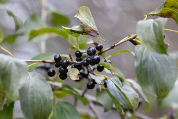 Common Buckthorn, Rhamnus cathartica, Berries on Tree Branch © touchedbylight