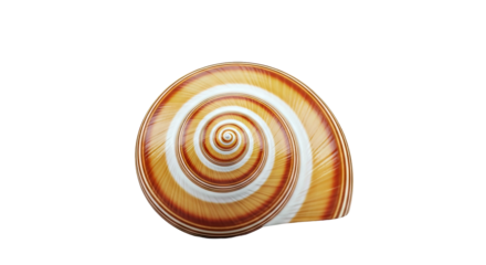 Close-up of a striped seashell spiral