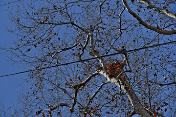 Squirrel nest in deciduous sycamore tree. A utility line provides elevated, high-speed travel "highways" to move between trees avoiding ground predators. © John Nakata