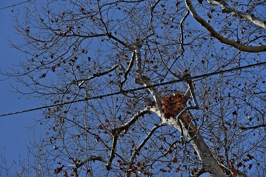 Squirrel nest in deciduous sycamore tree. A utility line provides elevated, high-speed travel "highways" to move between trees avoiding ground predators.