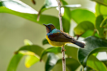 Brown-throated Sunbird with iridescent details perches on a vertical branch