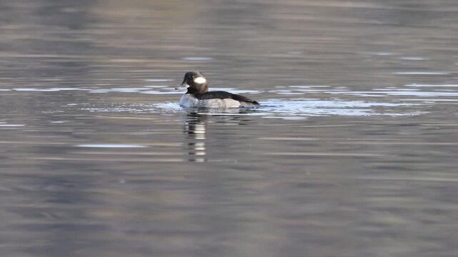 Bufflehead hen (Bucephala albeola) swimming and scanning surroundings on Baum Lake in Shasta County, California.