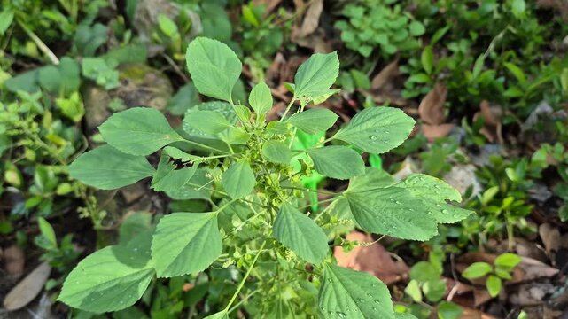 Wild Indian Acalypha (Acalypha indica) or Indian Nettle Green Leaves in Nature