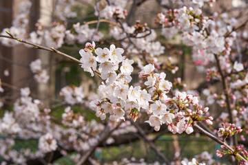 Obraz premium 神奈川県川崎市 麻生川の桜並木