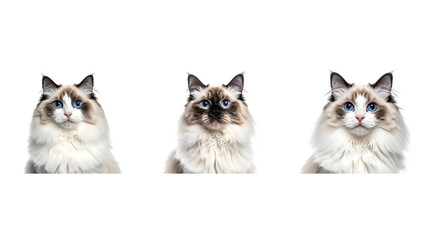  Cute Fluffy Ragdoll Cat Portrait Facing Camera, Soft Fur Detail, isolated on transparent background