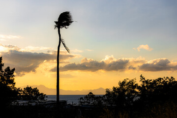 silhouette of a tree at sunrise overlooking the sea