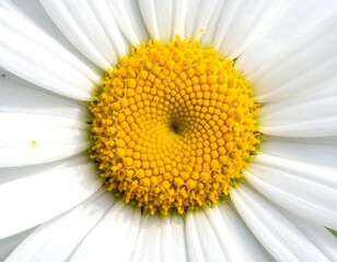 Macro close-up shows intricate details of a large, beautiful white and yellow flower. Petals are pristine