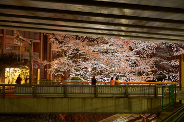 神奈川県　麻生川の夜桜