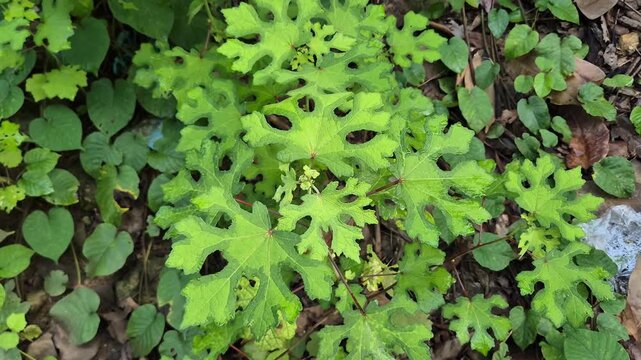 Wild Abelmoschus manihot Gedi Leaves with Yellow Vein Mosaic Virus Pattern