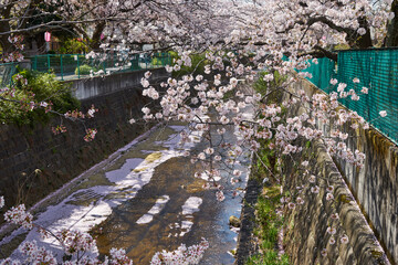 神奈川県川崎市　麻生川の桜並木