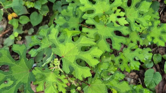 Wild Abelmoschus manihot Gedi Leaves with Yellow Vein Mosaic Virus Pattern