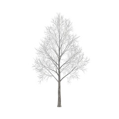 Obraz premium Bare Winter Tree Silhouetted Against White Sky.