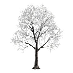 Obraz premium Bare Winter Tree with No Leaves on White Background.