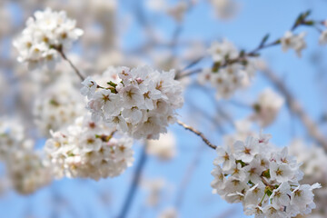 Obraz premium 山梨県勝沼市 甚六桜公園の桜