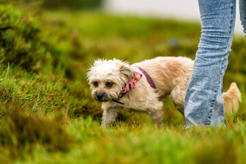 Fototapeta premium Small dog exploring green grassy field with owner