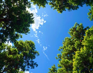 Looking upward through lush green trees with a bright blue sky partially filled with wispy white clouds