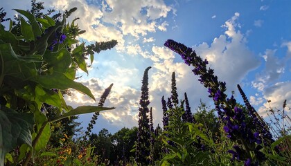 Low-angle shot capturing vibrant purple wildflowers reaching towards a sunlit, partly cloudy sky, with green foliage