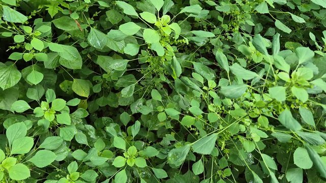 Wild Indian Acalypha (Acalypha indica) or Indian Nettle Green Leaves in Nature